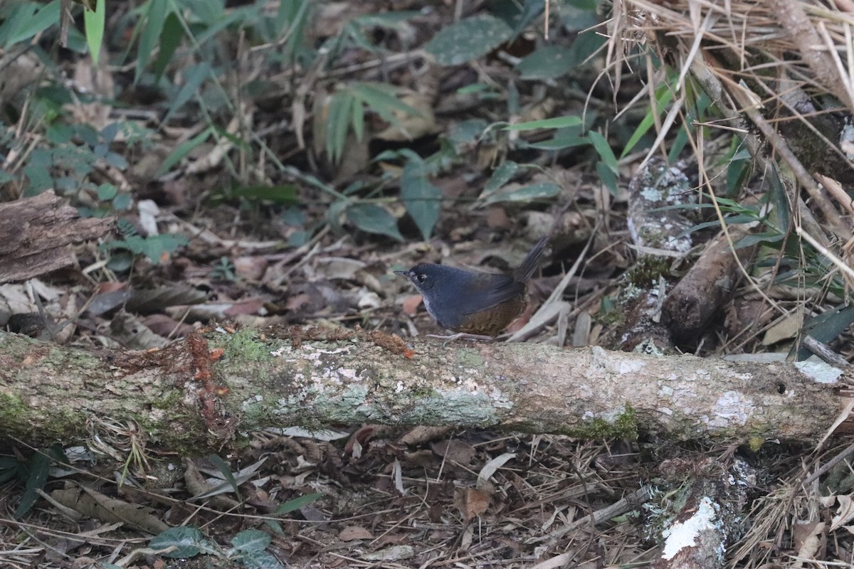 White-breasted Tapaculo - ML623209294