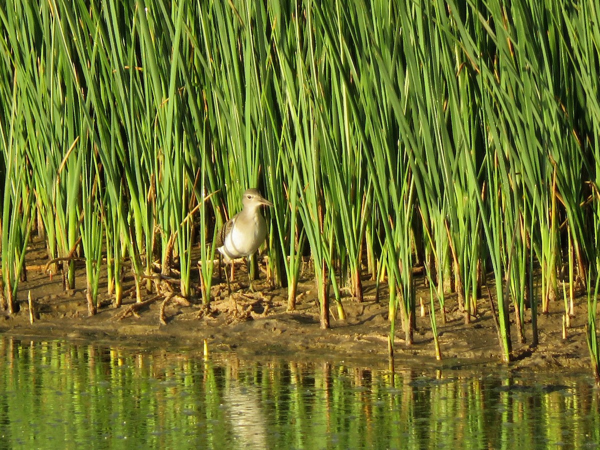 Spotted Sandpiper - Lisa Hoffman