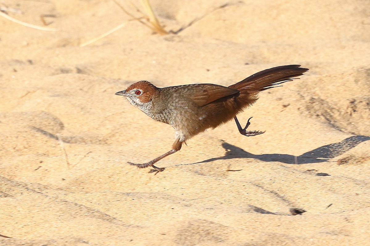 Rufous Bristlebird - ML623209313