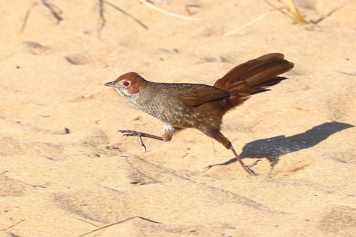 Rufous Bristlebird - ML623209314