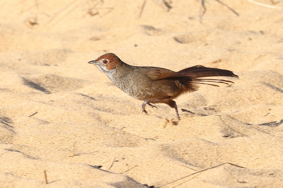 Rufous Bristlebird - ML623209315