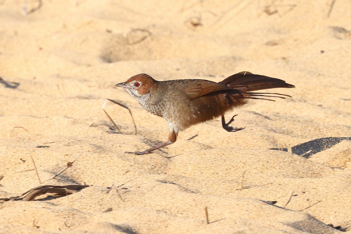 Rufous Bristlebird - ML623209316