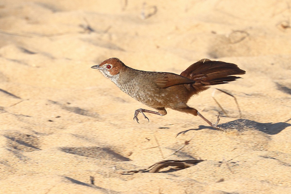 Rufous Bristlebird - ML623209320