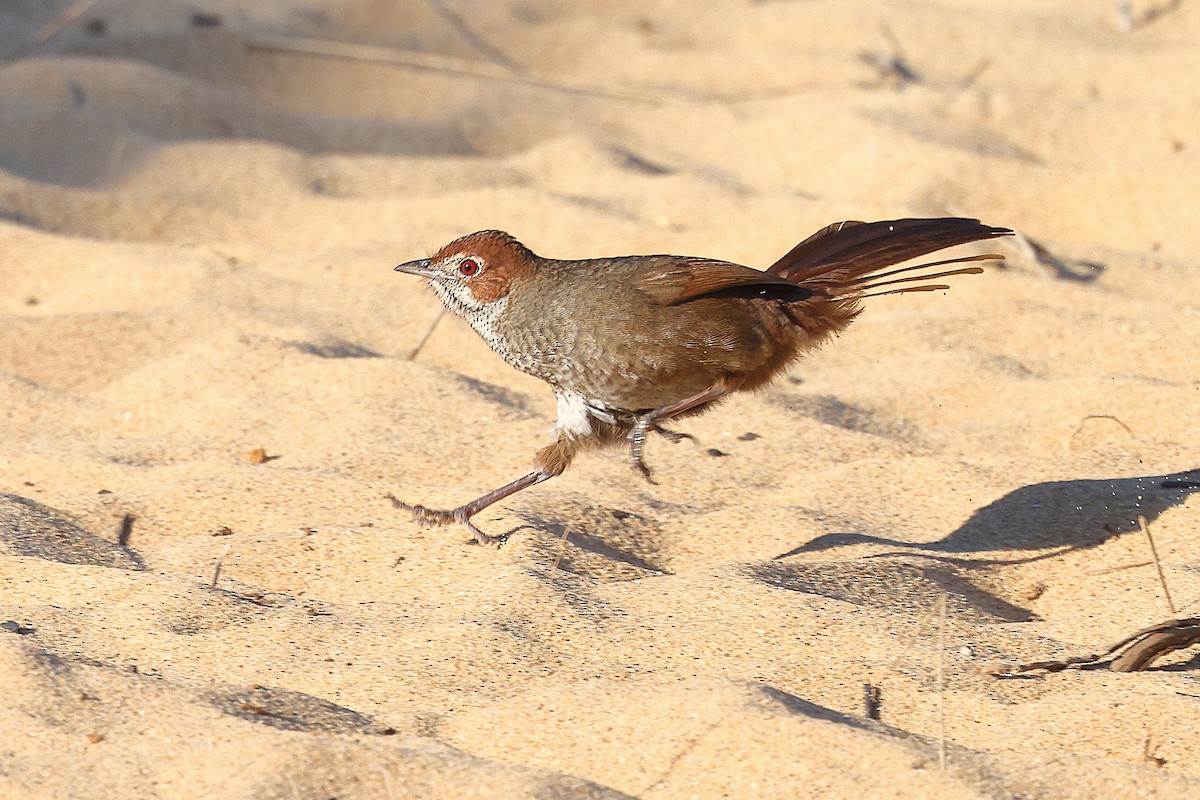 Rufous Bristlebird - Sam Zhang