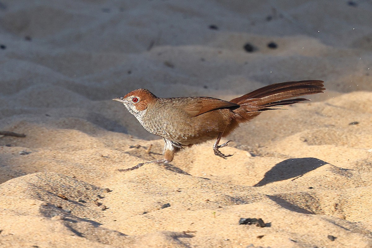 Rufous Bristlebird - ML623209329