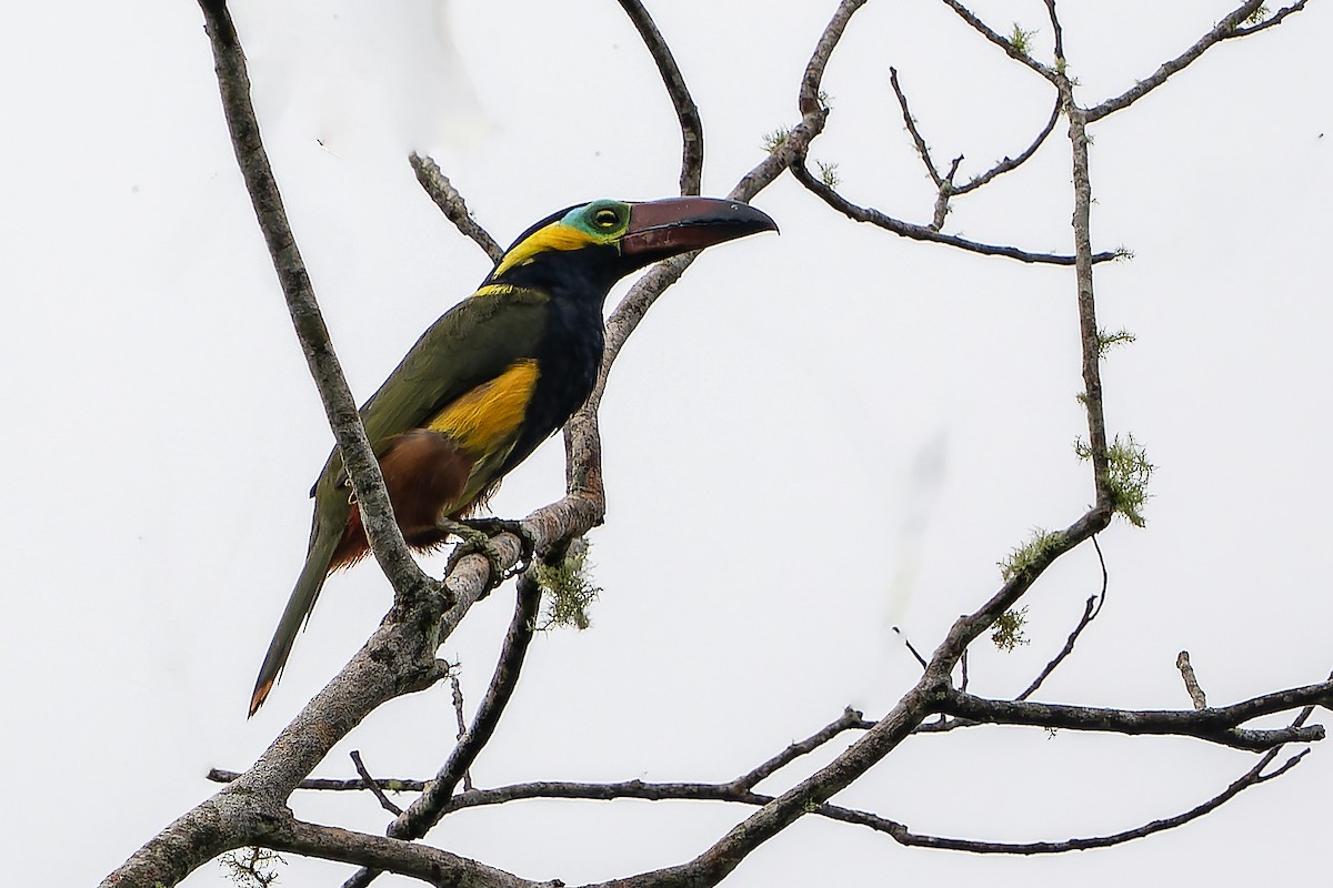 Golden-collared Toucanet - ML623209337