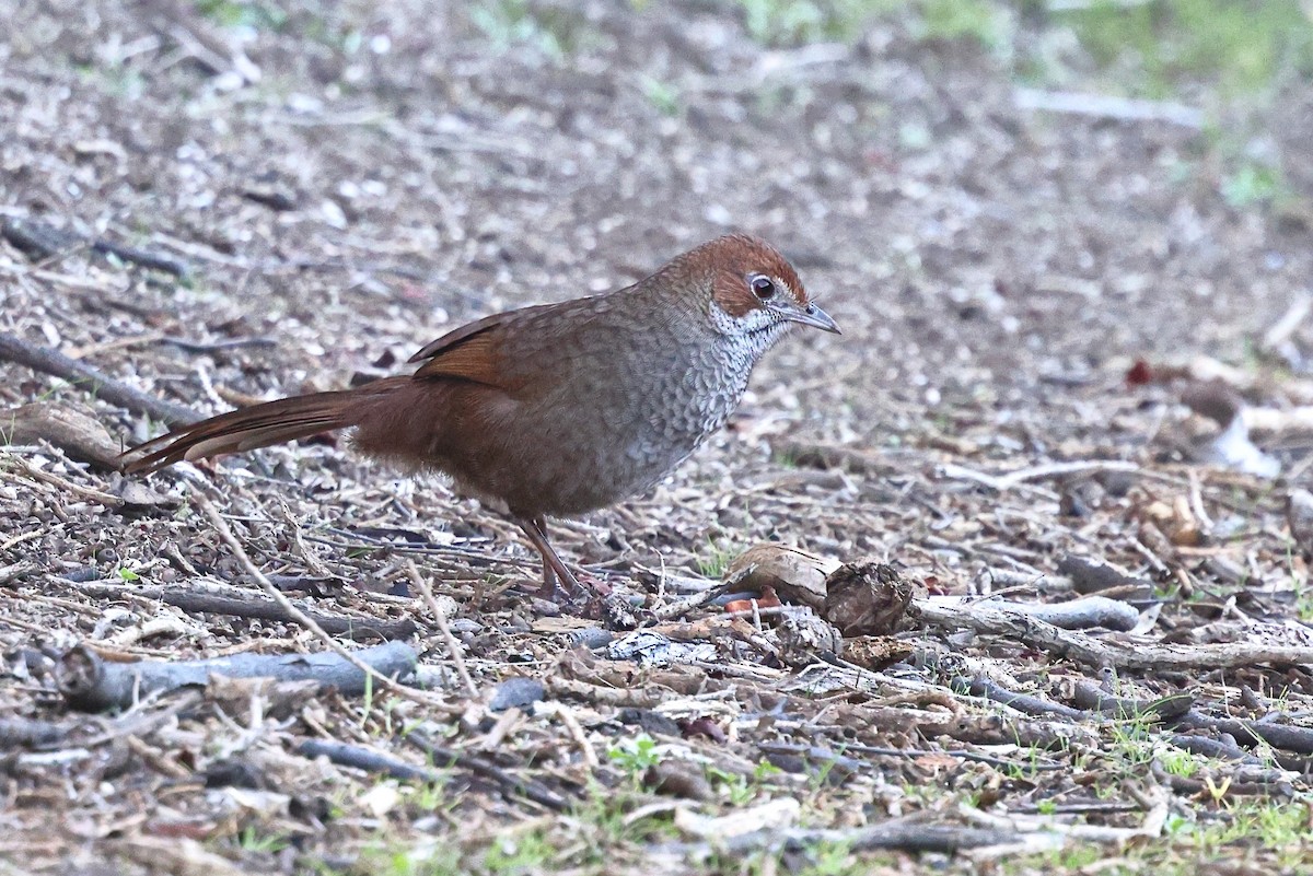 Rufous Bristlebird - ML623209343