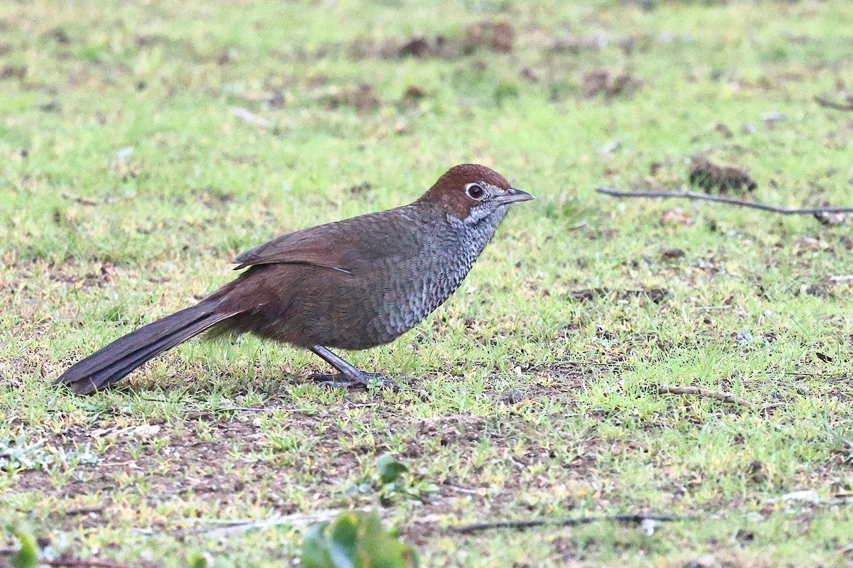 Rufous Bristlebird - Sam Zhang