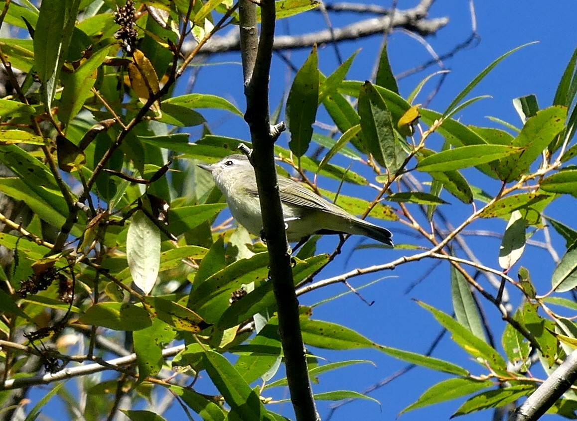 Warbling Vireo - ML623209349