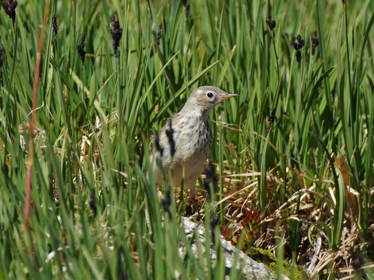 American Pipit - ML623209351