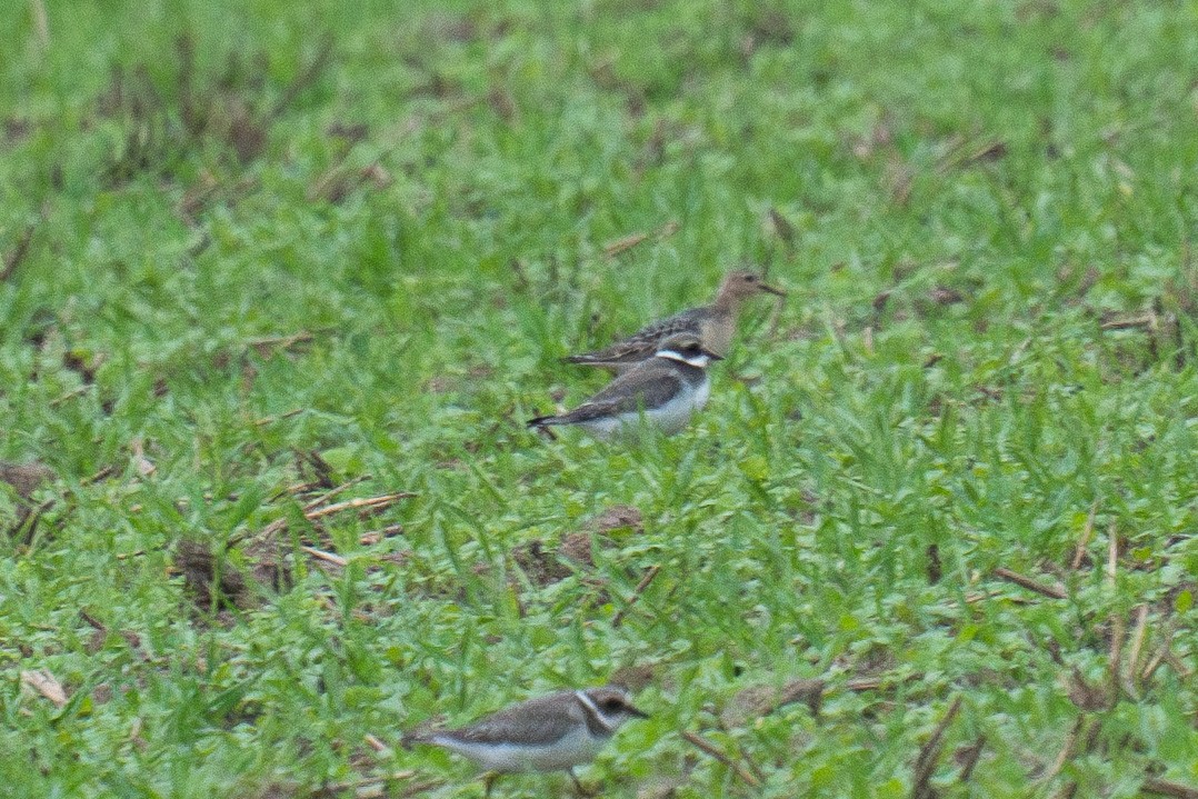 Buff-breasted Sandpiper - ML623209352