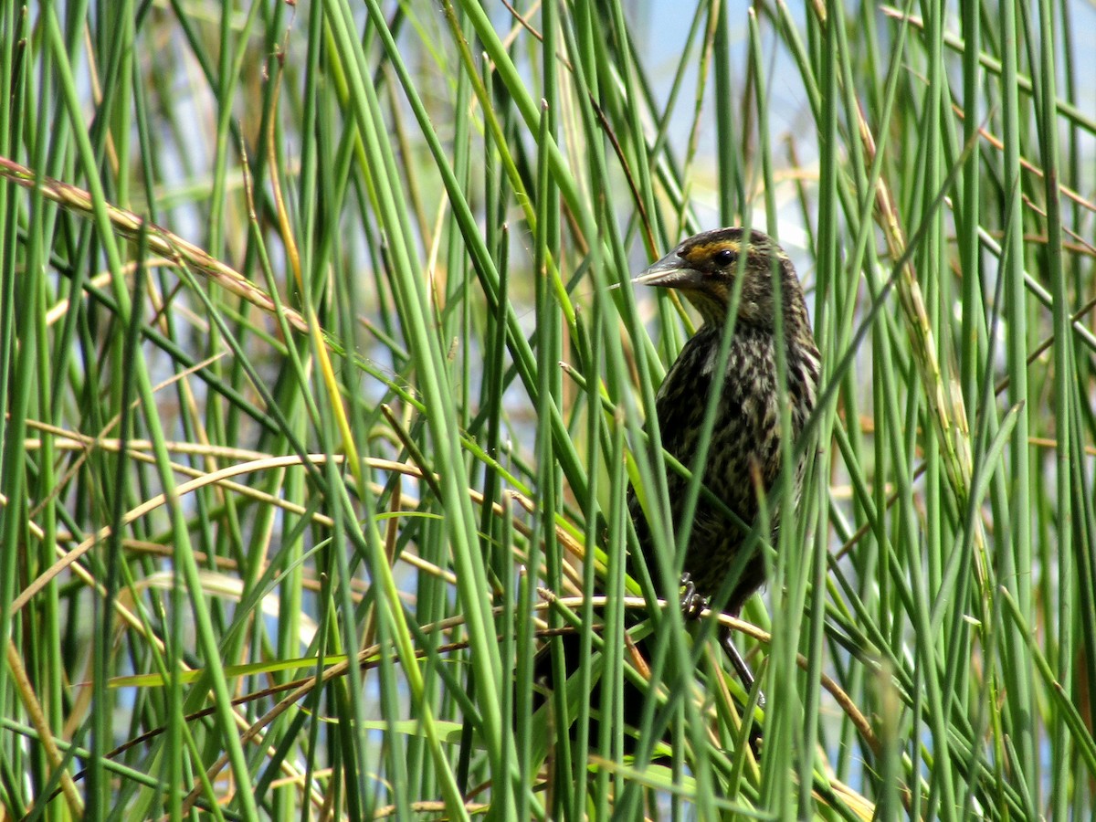 Red-winged Blackbird - ML623209360