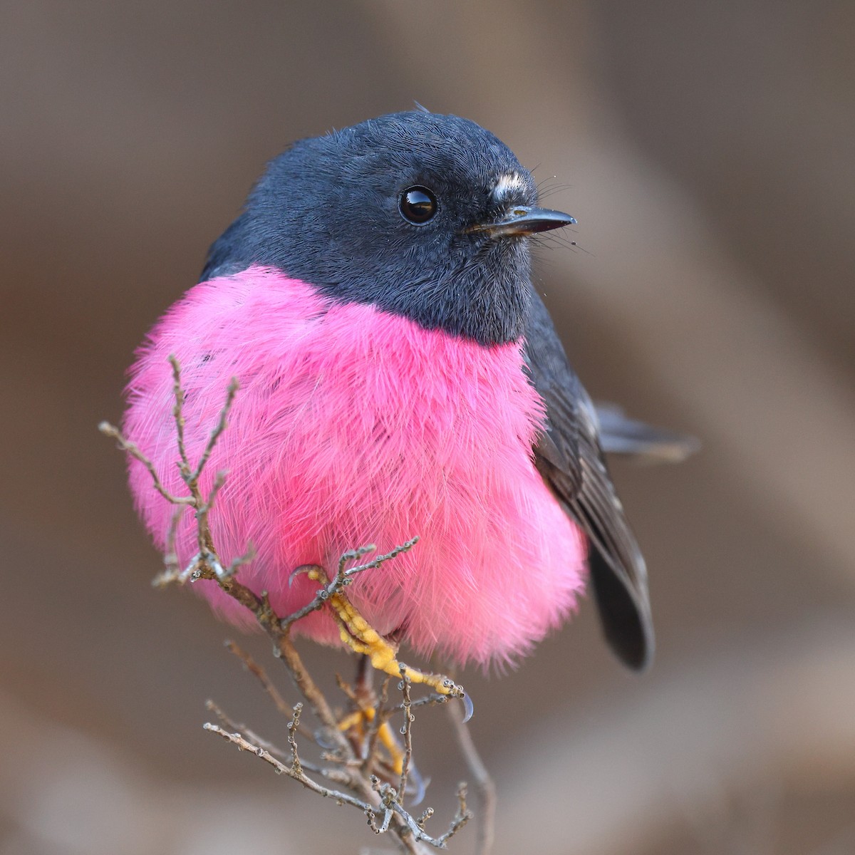 Pink Robin - ML623209369