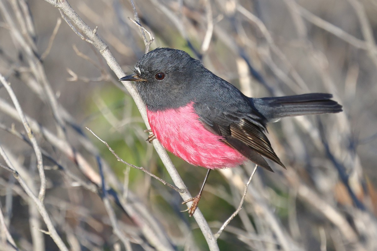 Pink Robin - ML623209370