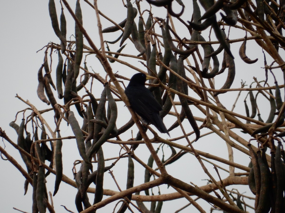 Red-rumped Cacique - ML623209387