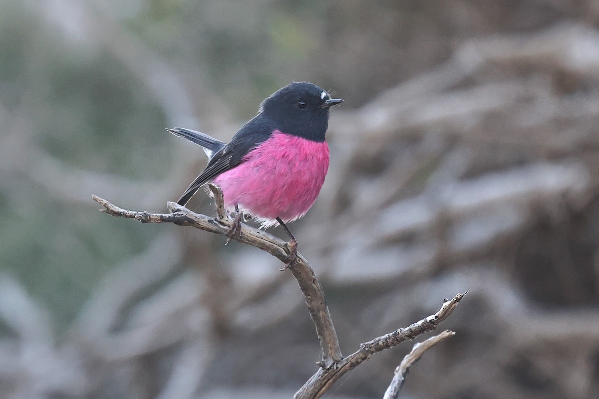 Pink Robin - ML623209393