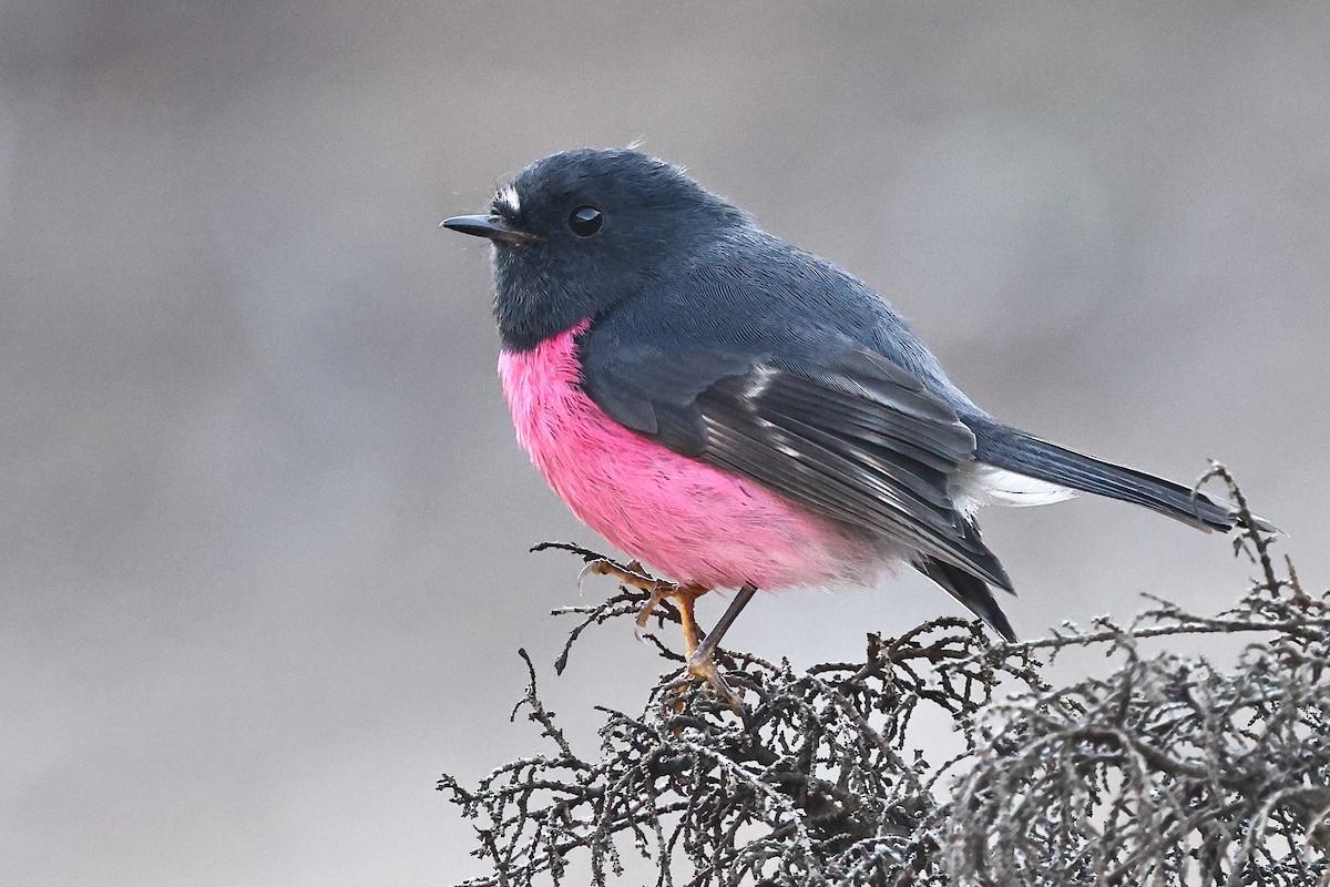 Pink Robin - ML623209394