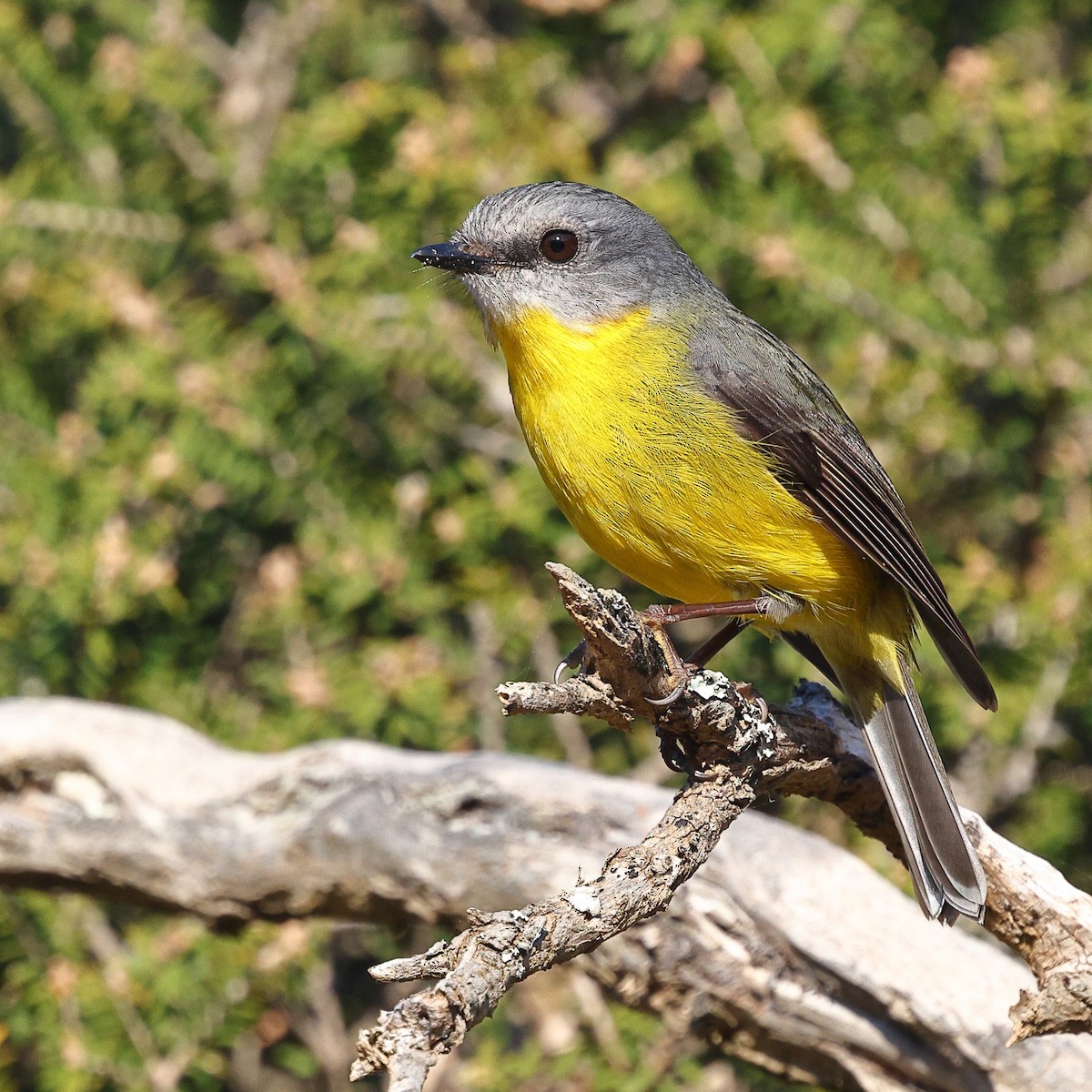 Eastern Yellow Robin - ML623209418