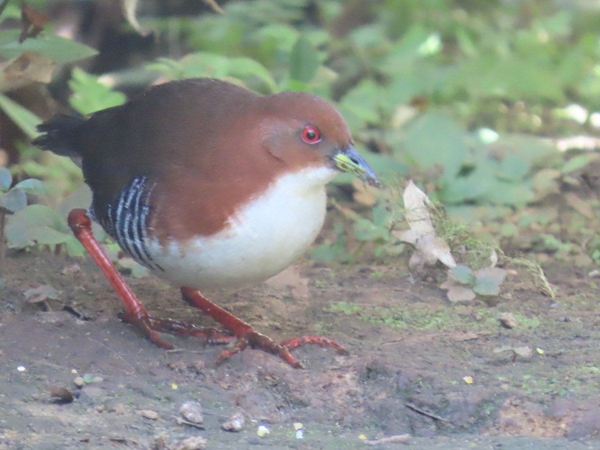 Red-and-white Crake - ML623209459