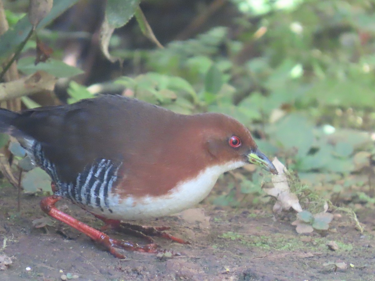 Red-and-white Crake - ML623209460