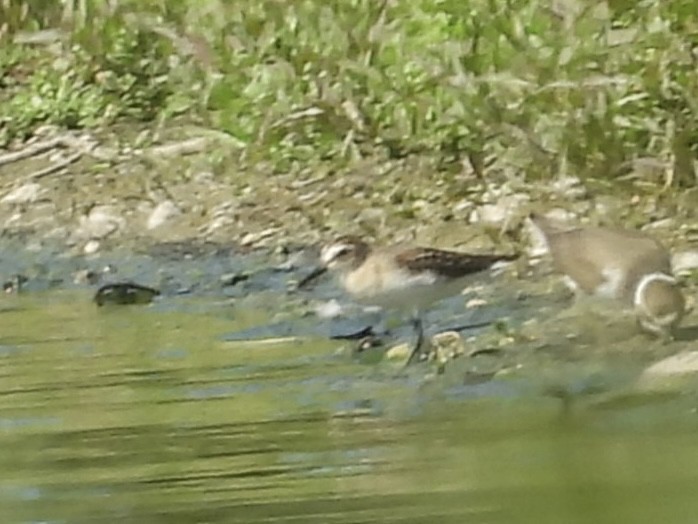 Semipalmated Sandpiper - ML623209465