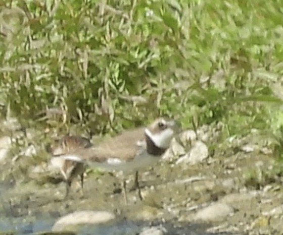 Semipalmated Plover - ML623209489