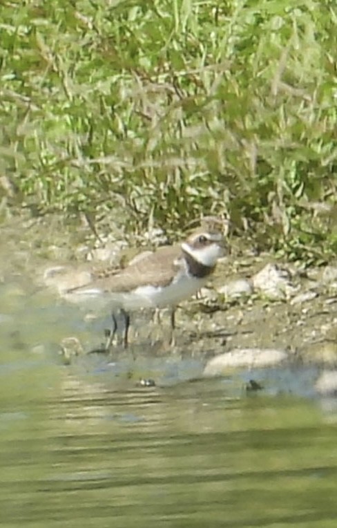 Semipalmated Plover - ML623209490