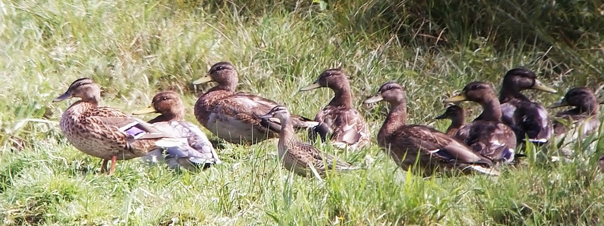 Garganey - ML623209501