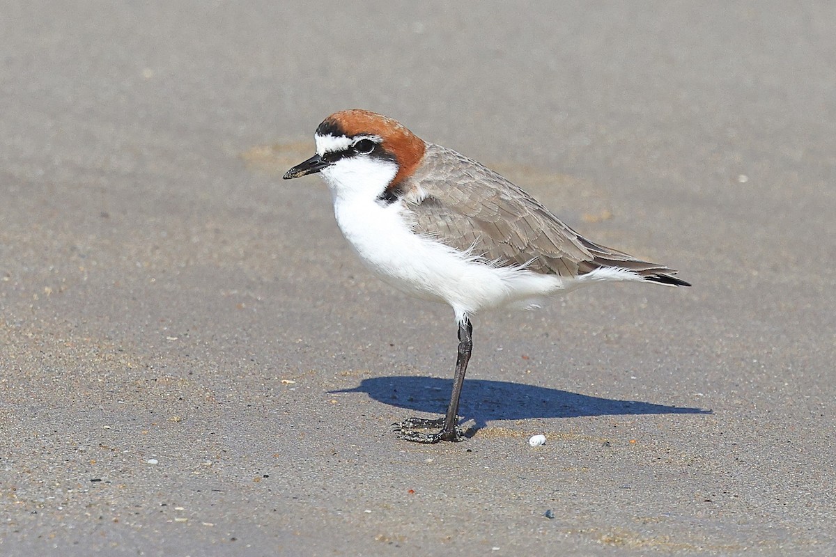 Red-capped Plover - ML623209517