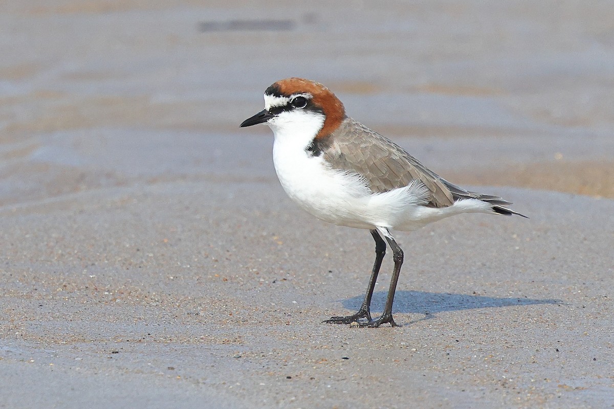 Red-capped Plover - Sam Zhang