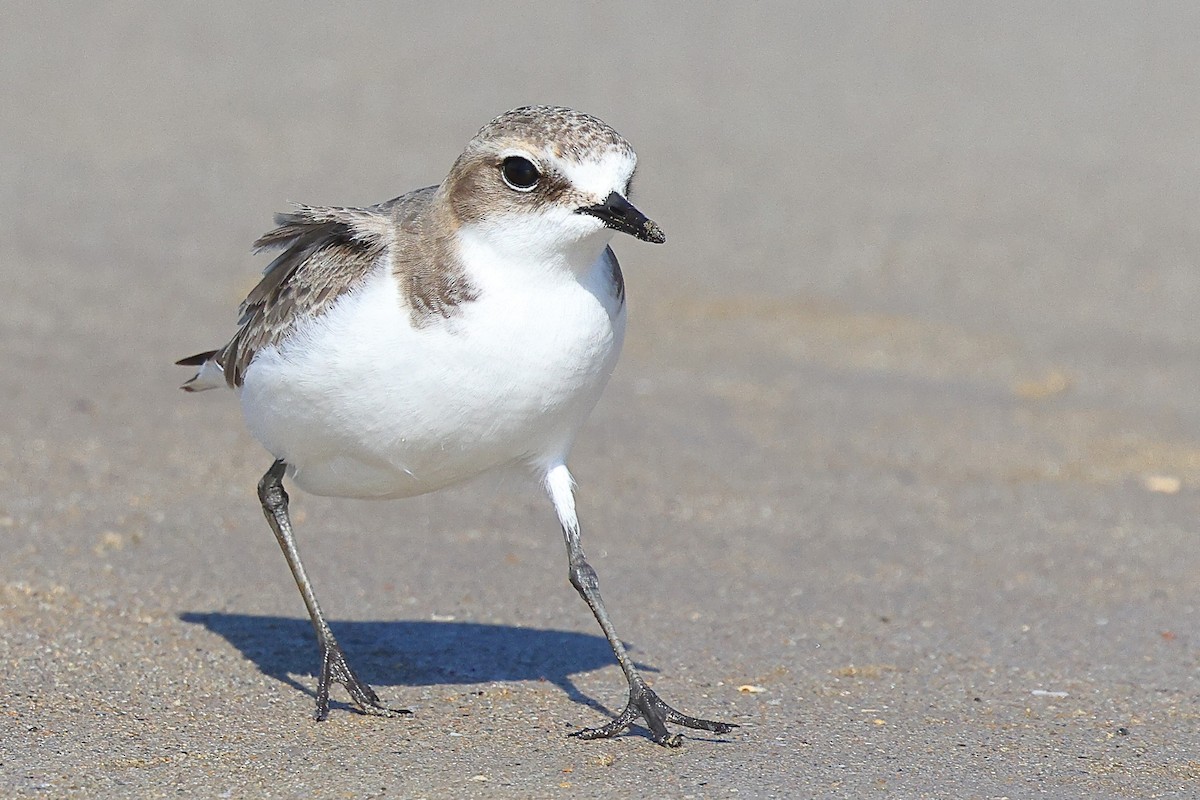 Red-capped Plover - ML623209521