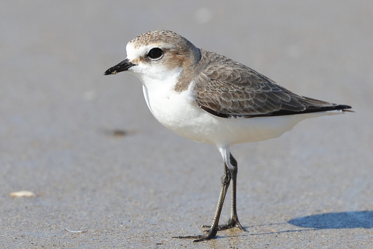 Red-capped Plover - ML623209522