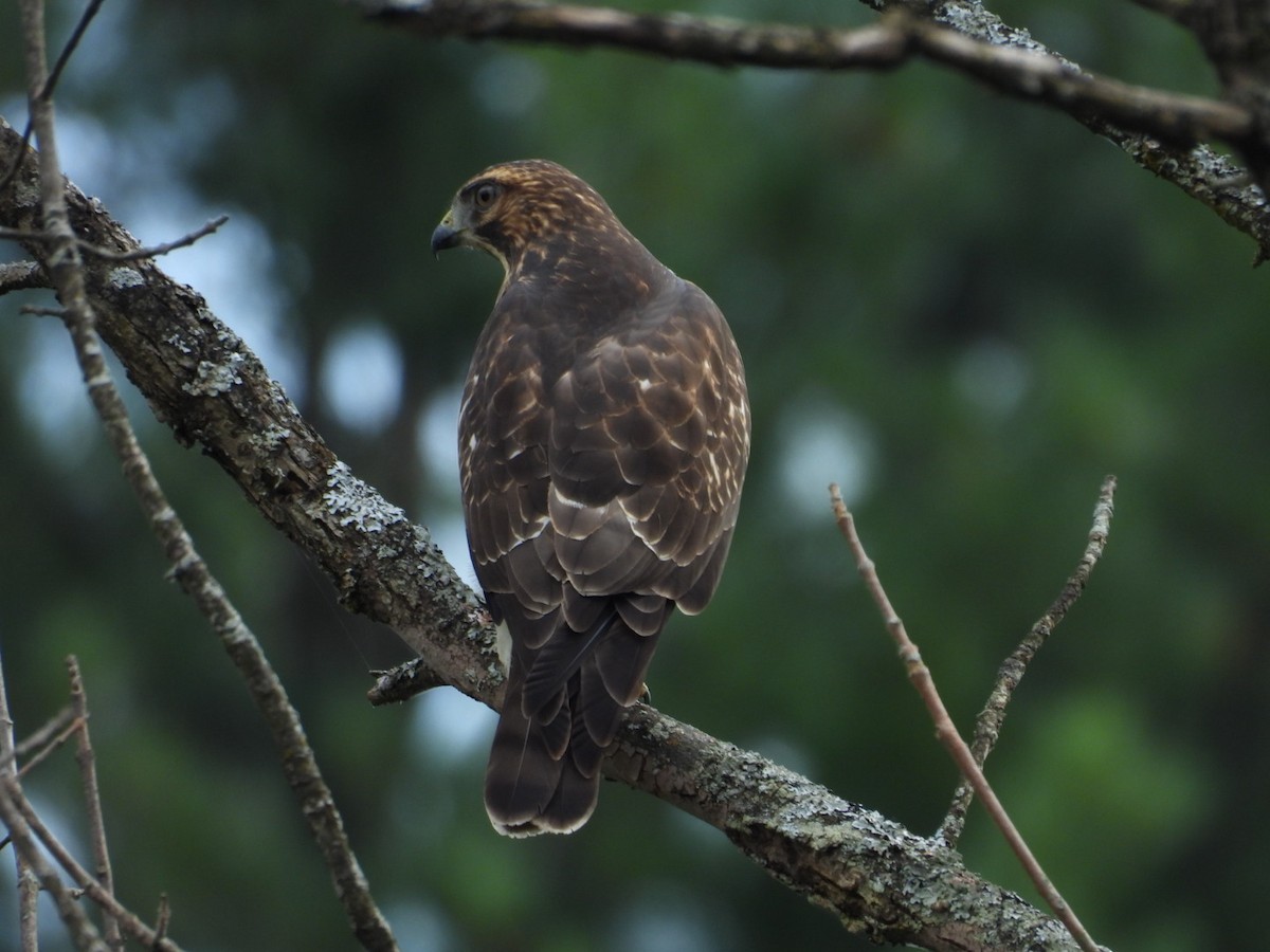 Breitflügelbussard - ML623209527