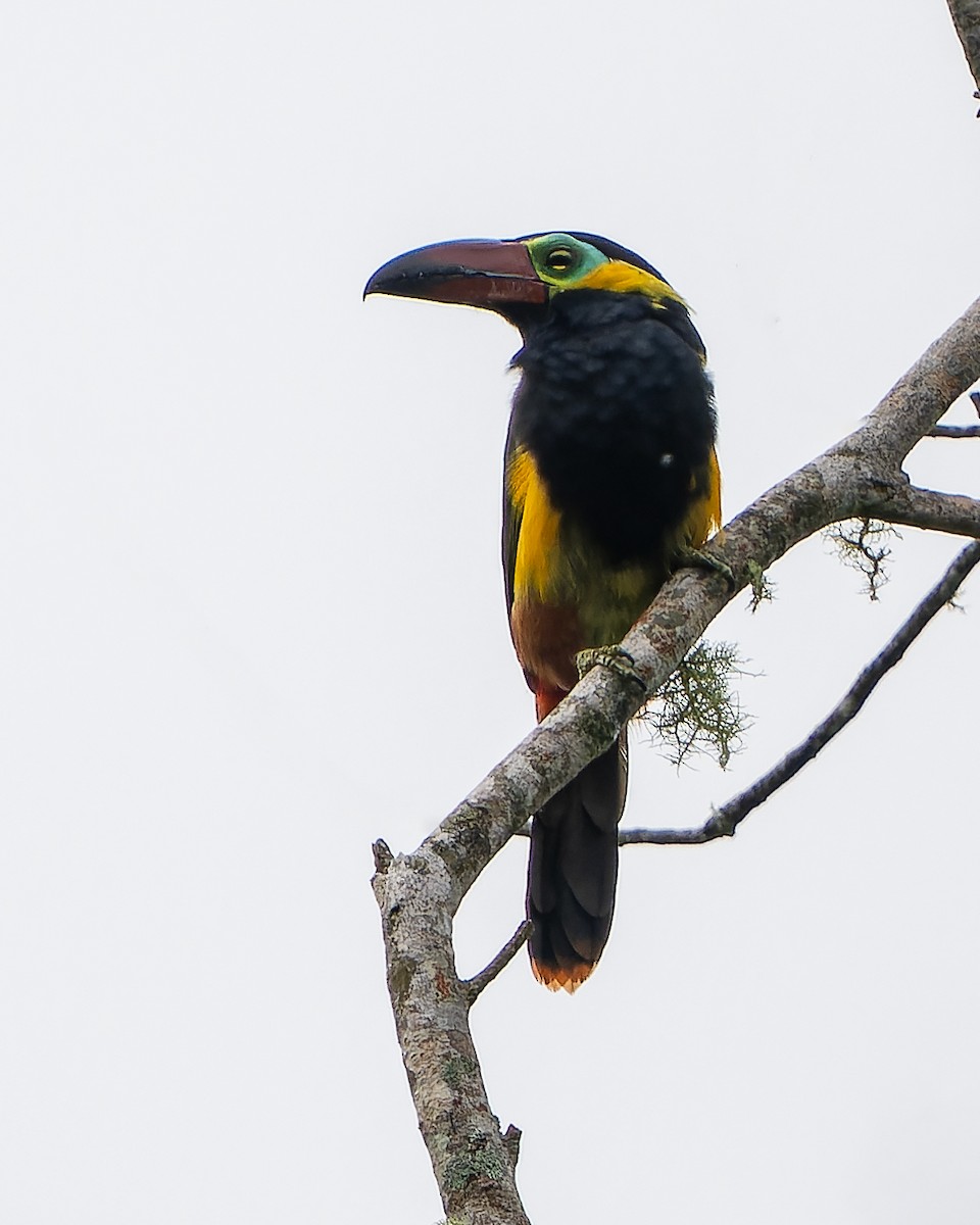 Golden-collared Toucanet - ML623209533