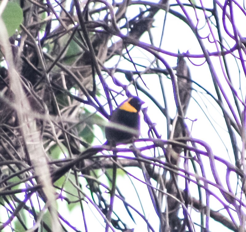 Cuban Grassquit - ML623209537