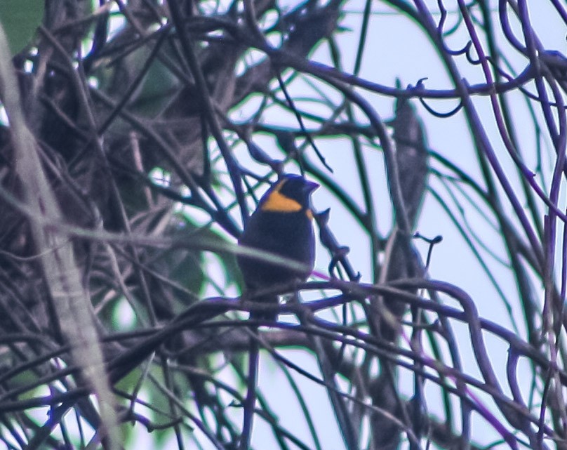 Cuban Grassquit - ML623209553