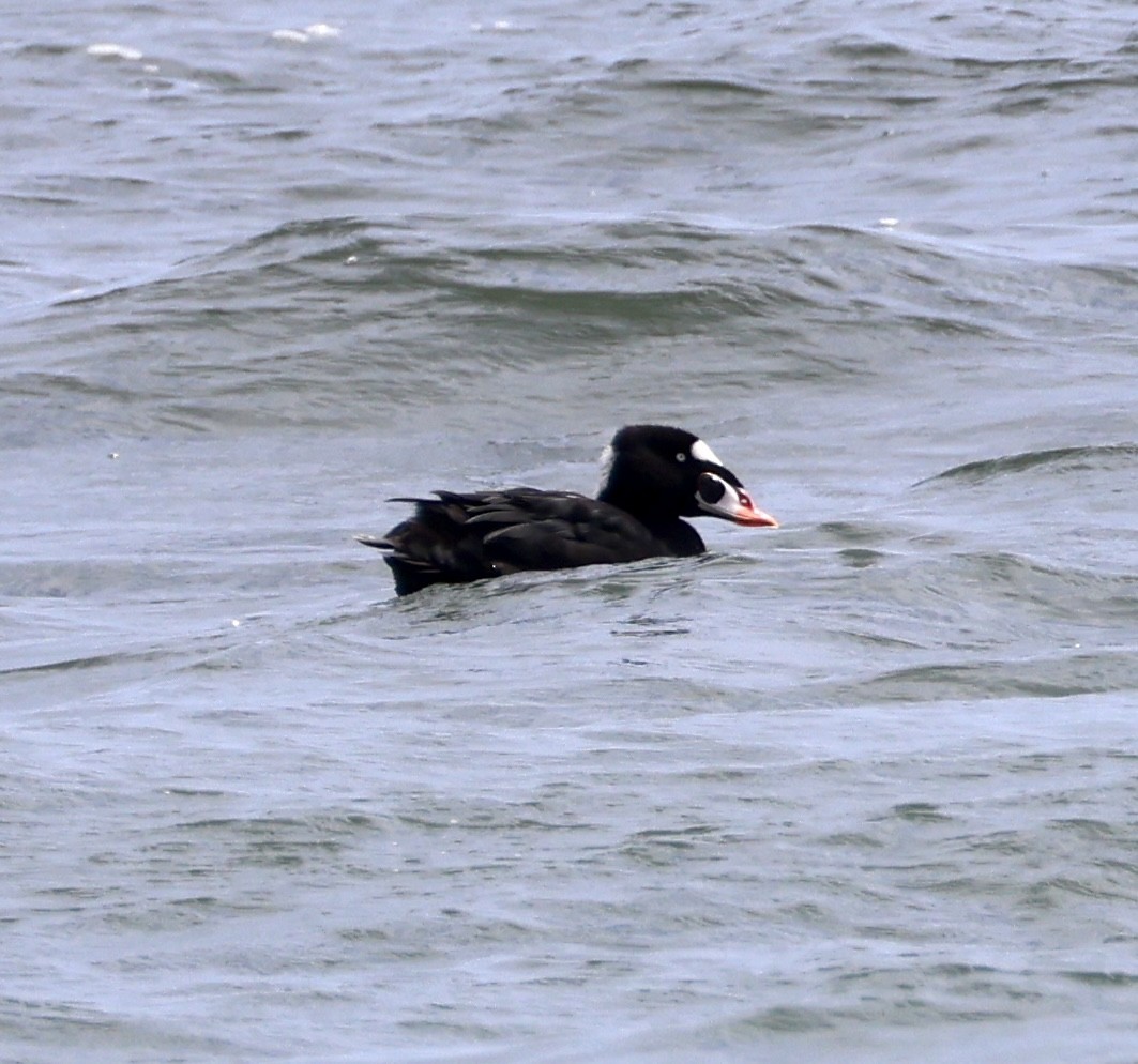 Surf Scoter - ML623209562