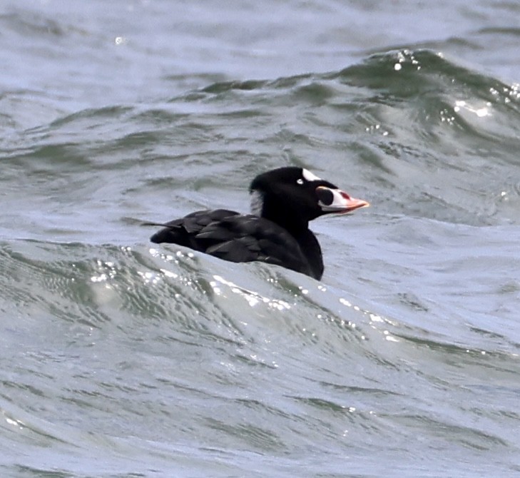 Surf Scoter - ML623209563