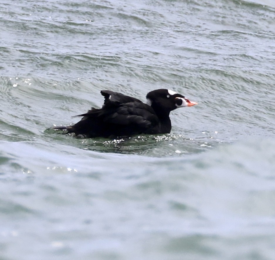 Surf Scoter - ML623209564