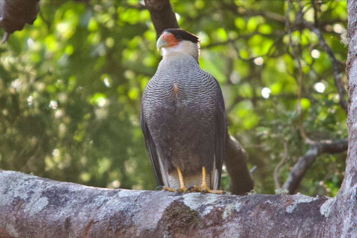 Crested Caracara - ML623209569