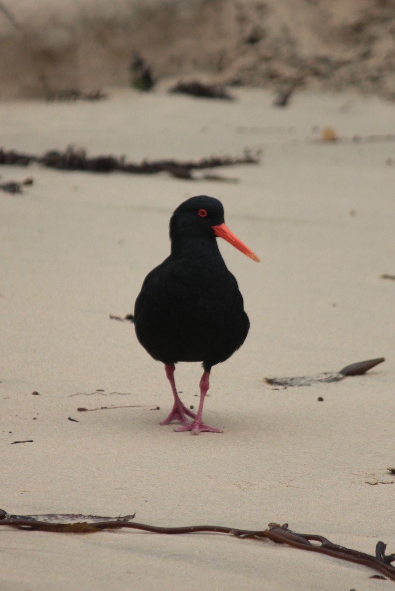 Variable Oystercatcher - ML623209578