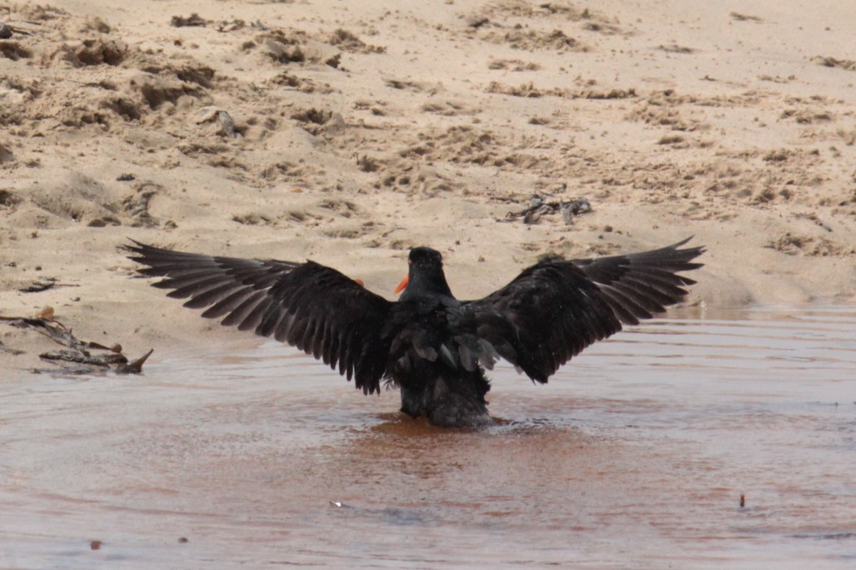 Variable Oystercatcher - Gabrielle Coppola