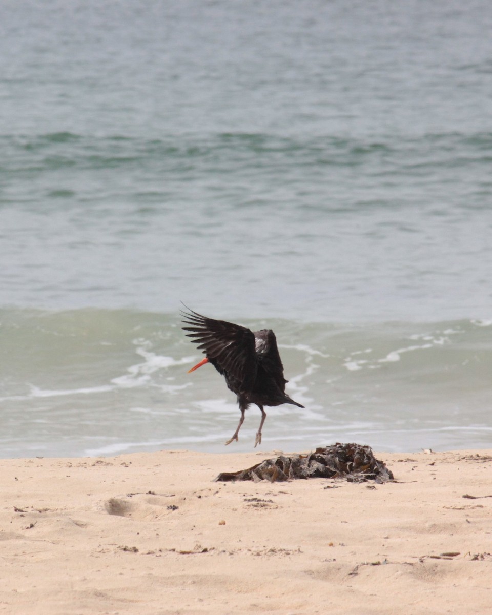 Variable Oystercatcher - ML623209581