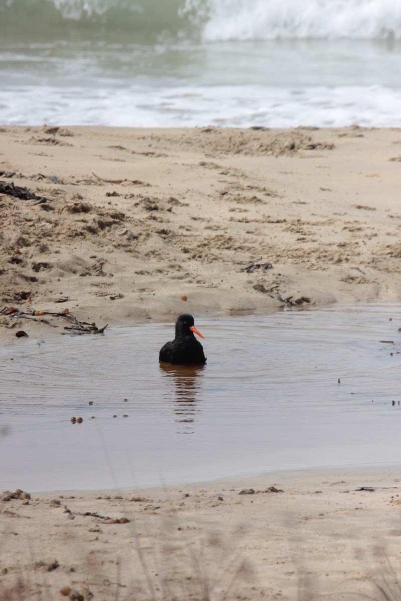 Variable Oystercatcher - ML623209582