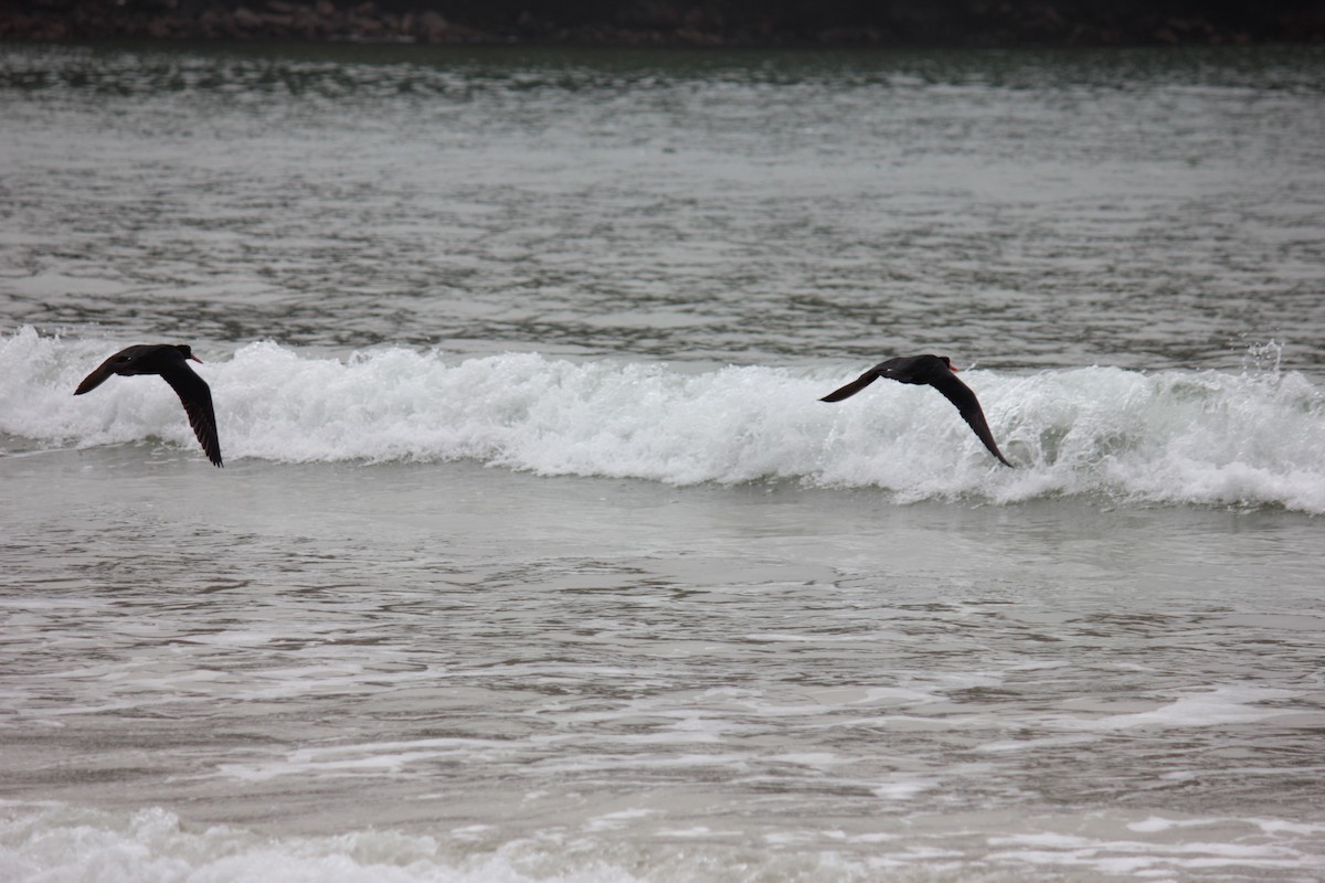 Variable Oystercatcher - ML623209583