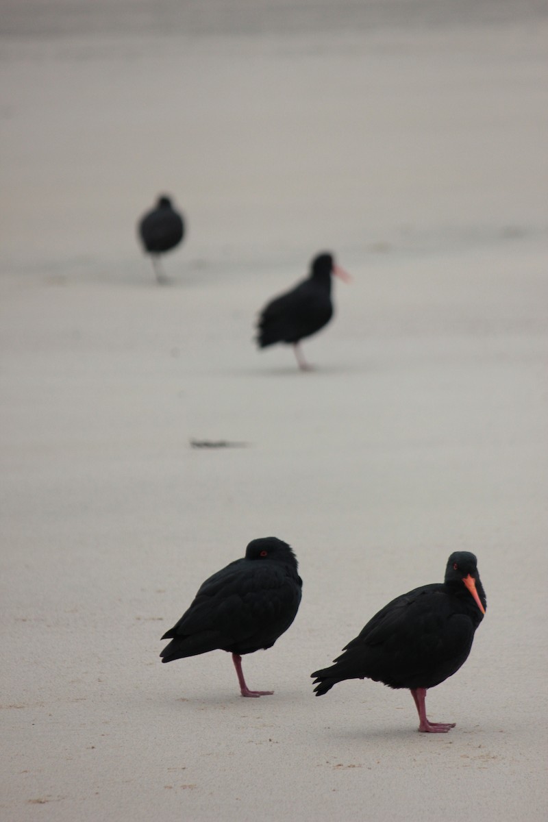 Variable Oystercatcher - ML623209584