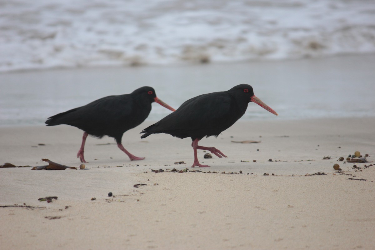 Variable Oystercatcher - ML623209585