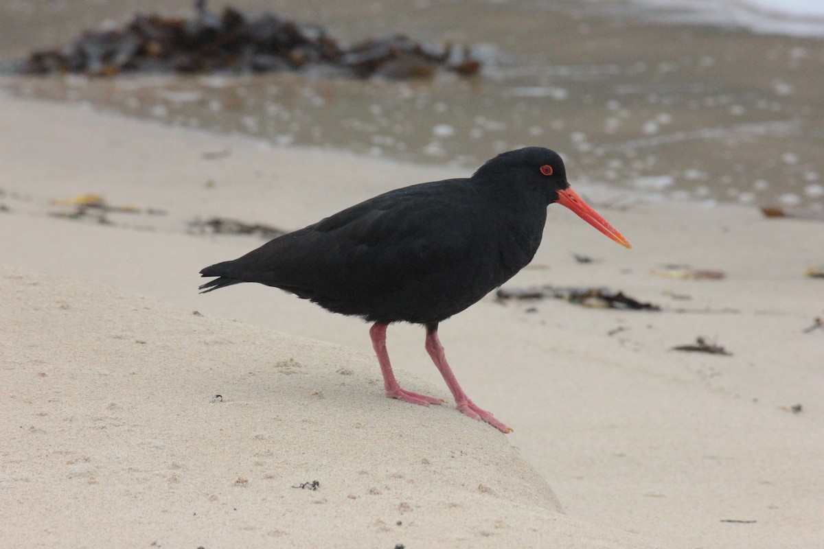 Variable Oystercatcher - ML623209587