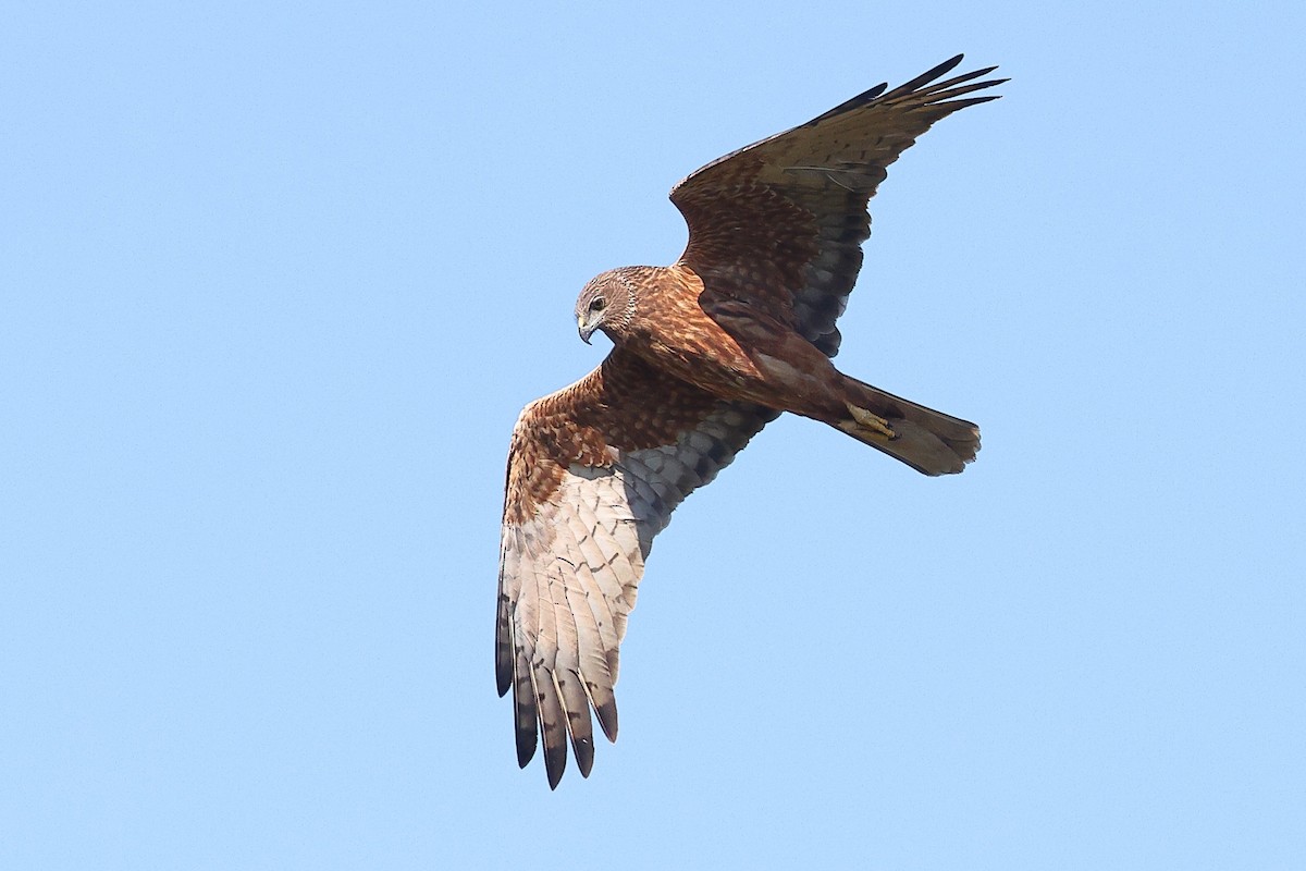 Swamp Harrier - ML623209592