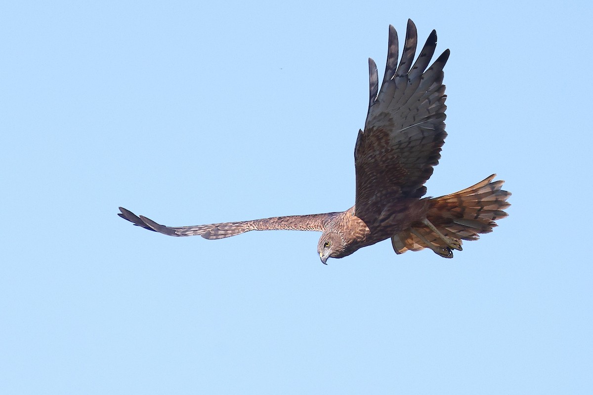 Swamp Harrier - ML623209593